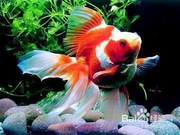 小金龍魚怎么養及喂養技巧：小金龍魚怎么養及喂養技巧小金龍魚怎么養及喂養技巧