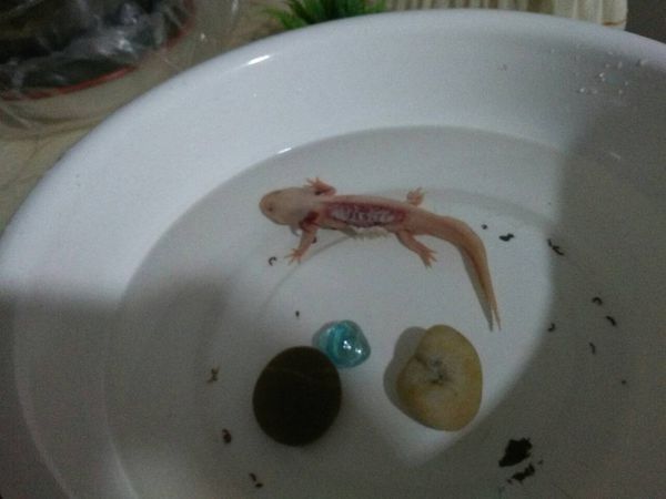 養6角龍魚好嗎：六角龍魚的優點和注意事項