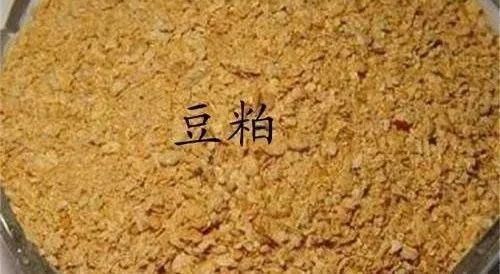 細線銀版魚繁殖期營養需求分析：細線銀版魚在繁殖期的具體營養需求分析
