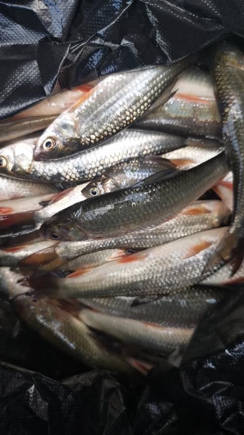 龍魚可以吃銀魚嗎圖片大全