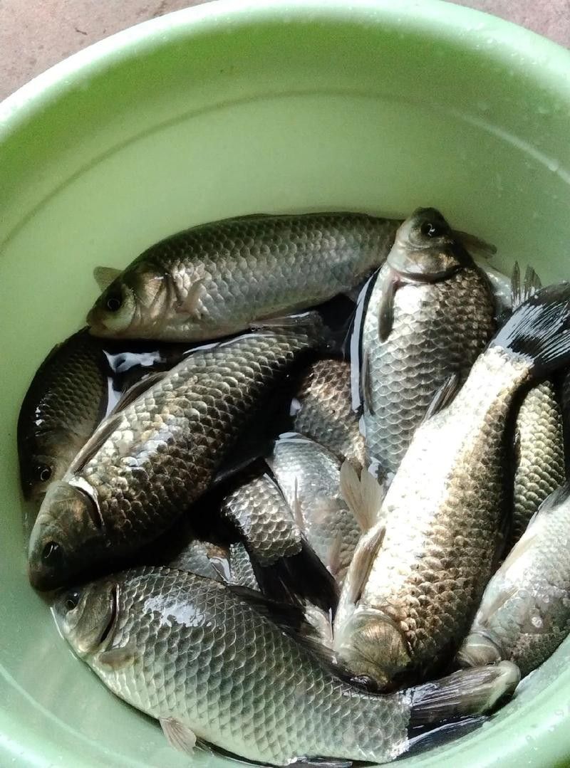 龍魚可以吃銀魚嗎圖片大全