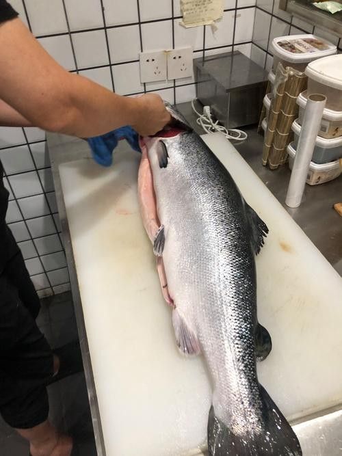 龍魚可以吃銀魚嗎圖片大全