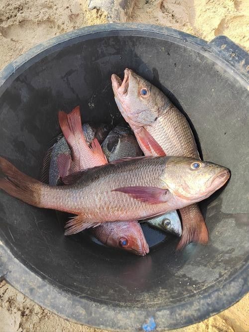 龍魚可以吃銀魚嗎圖片大全