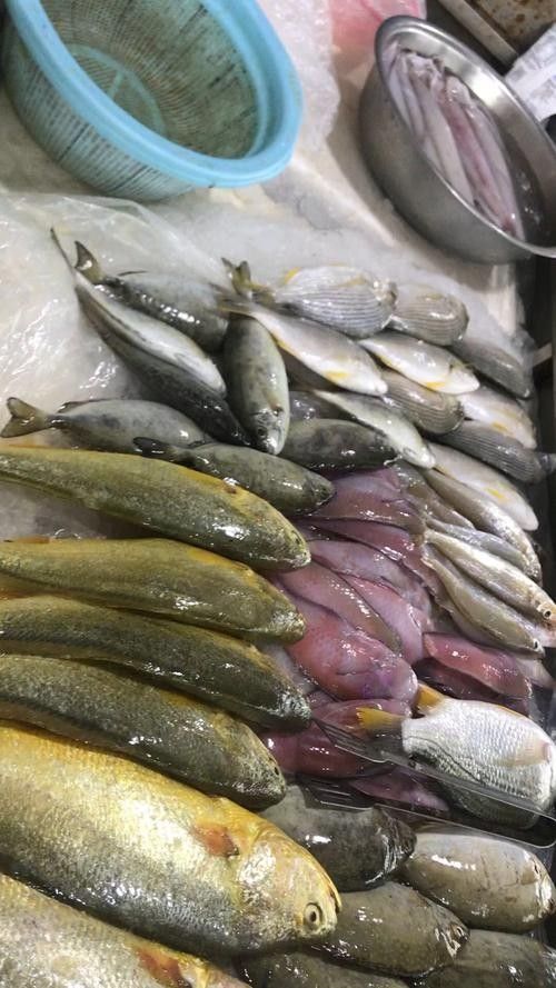龍魚可以吃銀魚嗎圖片大全