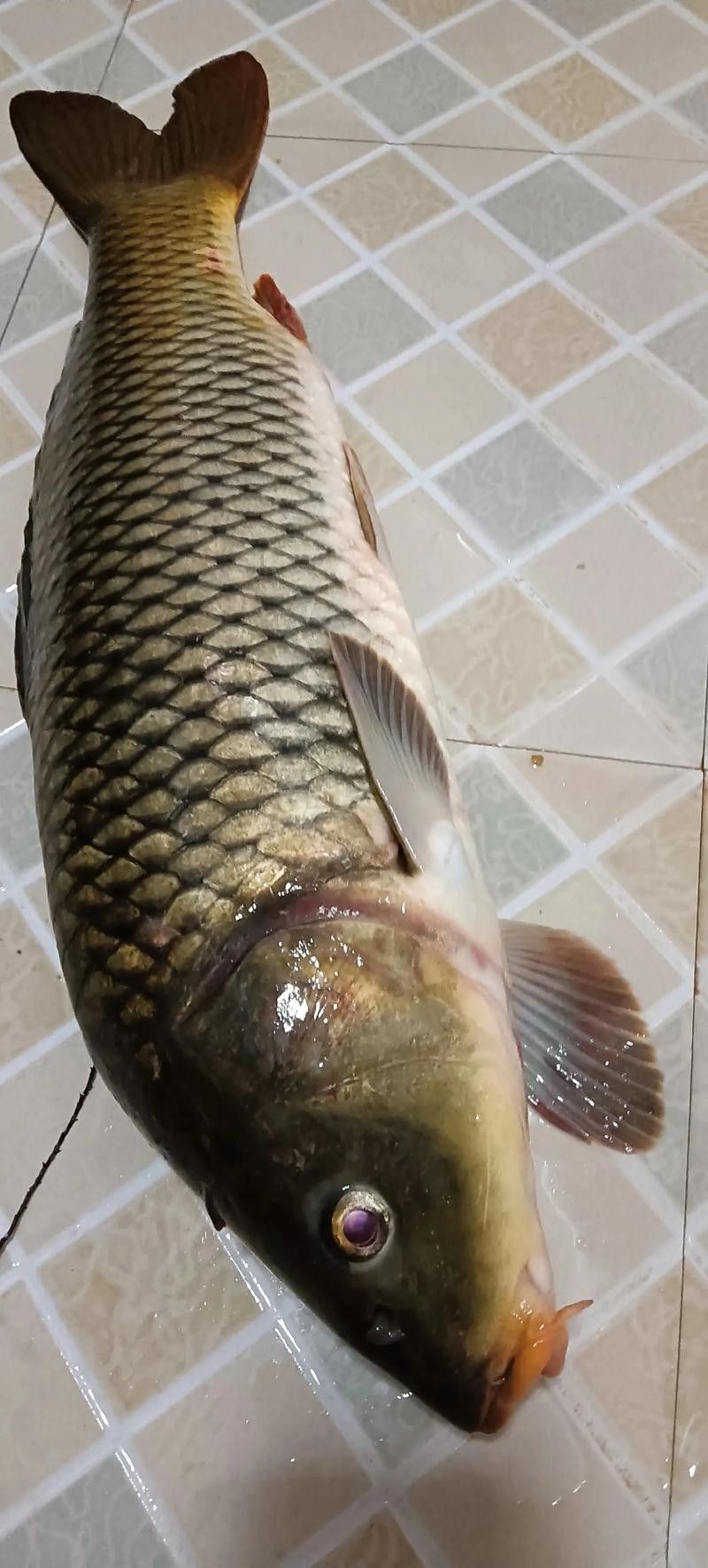 龍魚可以吃銀魚嗎圖片大全