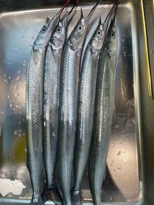 龍魚可以吃銀魚嗎圖片大全