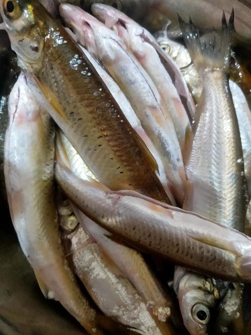 龍魚可以吃銀魚嗎圖片大全
