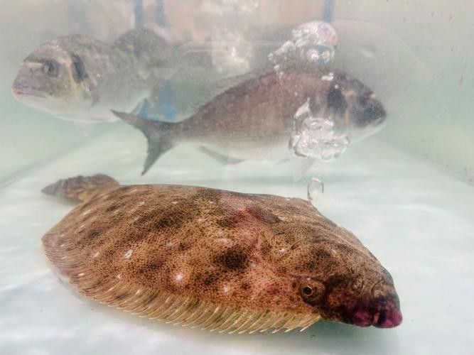 龍魚可以吃銀魚嗎圖片大全