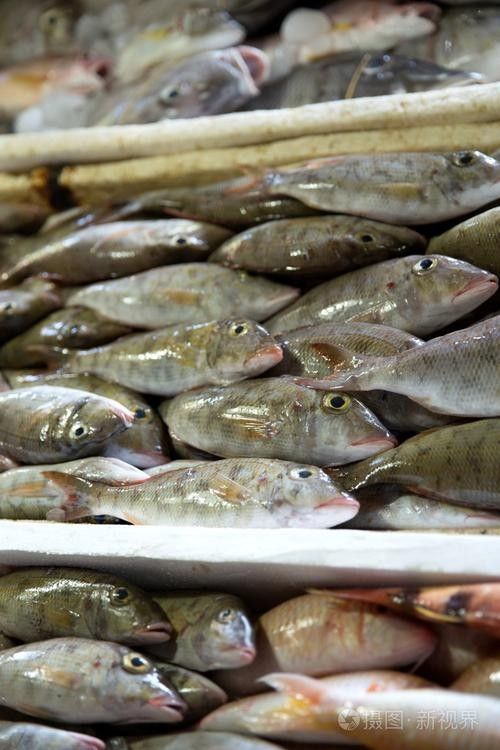 龍魚可以吃銀魚嗎圖片大全