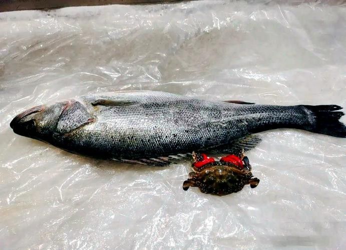 龍魚可以吃銀魚嗎圖片大全