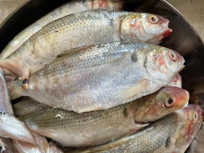 龍魚可以吃銀魚嗎圖片大全