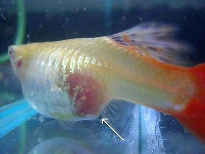魚苗疾病治療的注意事項：在治療魚苗疾病時應注意的關鍵點，以確保養殖環境的穩定性和健康