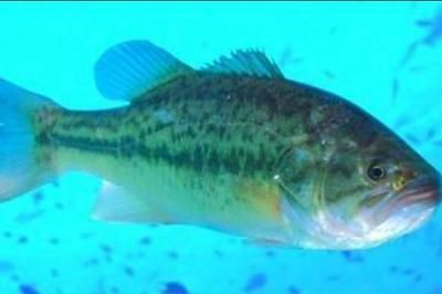 魚苗疾病治療的注意事項：在治療魚苗疾病時應注意的關鍵點，以確保養殖環境的穩定性和健康
