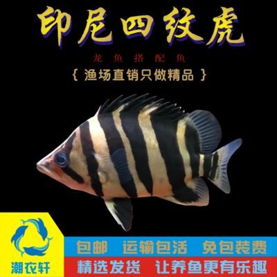 龍魚在馬來西亞貴嗎：龍魚在馬來西亞價格是多少