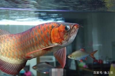 怎么讓龍魚長鰭快速長大：如何讓龍魚長鰭快速長大