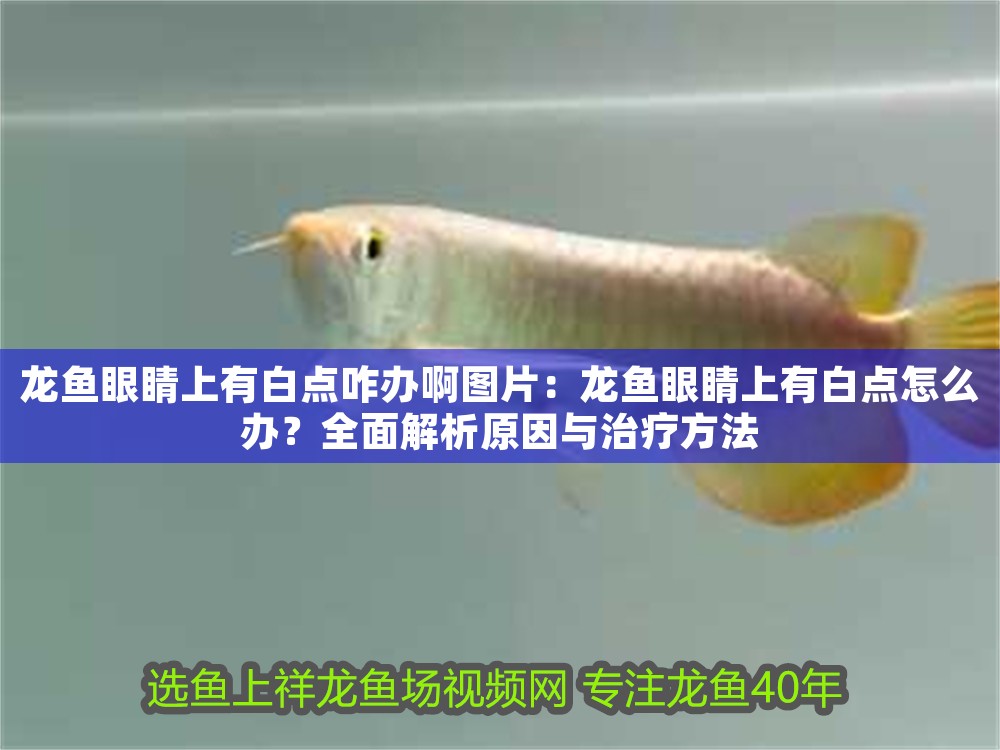 龍魚眼睛上有白點咋辦啊圖片：龍魚眼睛上有白點怎么辦？全面解析原因與治療方法