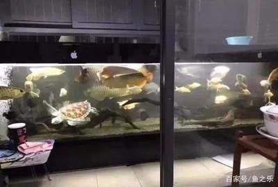 龍魚和七彩混養(yǎng)最好的魚品種：龍魚和七彩神仙魚混養(yǎng)需要注意什么
