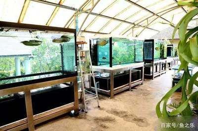 龍魚和七彩混養(yǎng)最好的魚品種：龍魚和七彩神仙魚混養(yǎng)需要注意什么