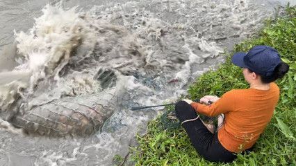 龍魚一直停在水面不動怎么回事：龍魚停在水面上不游動是怎么回事？