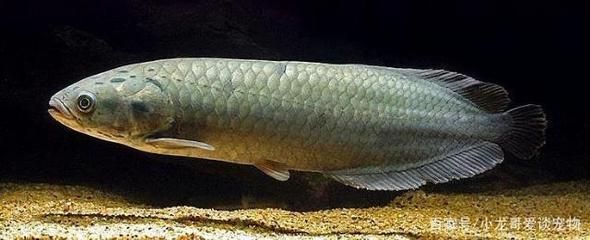 像龍魚的魚（與龍魚相似的魚有哪些？）
