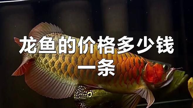 水龍魚圖片大全高清圖