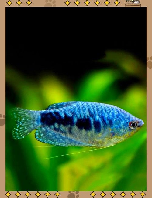 水龍魚圖片大全高清圖