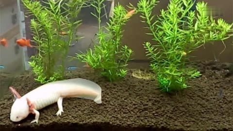家里怎么養六角龍魚：養六角龍魚需要注意以下幾個方面：六角龍魚喜歡硬水，不喜歡軟水