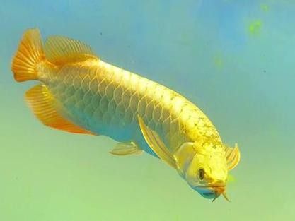 龍魚圖騰圖片欣賞大全