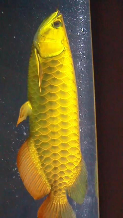 龍魚圖騰圖片欣賞大全