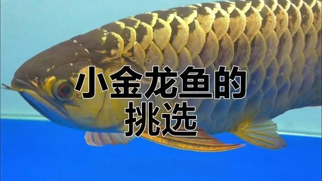 銀龍魚和金龍魚哪個兇猛