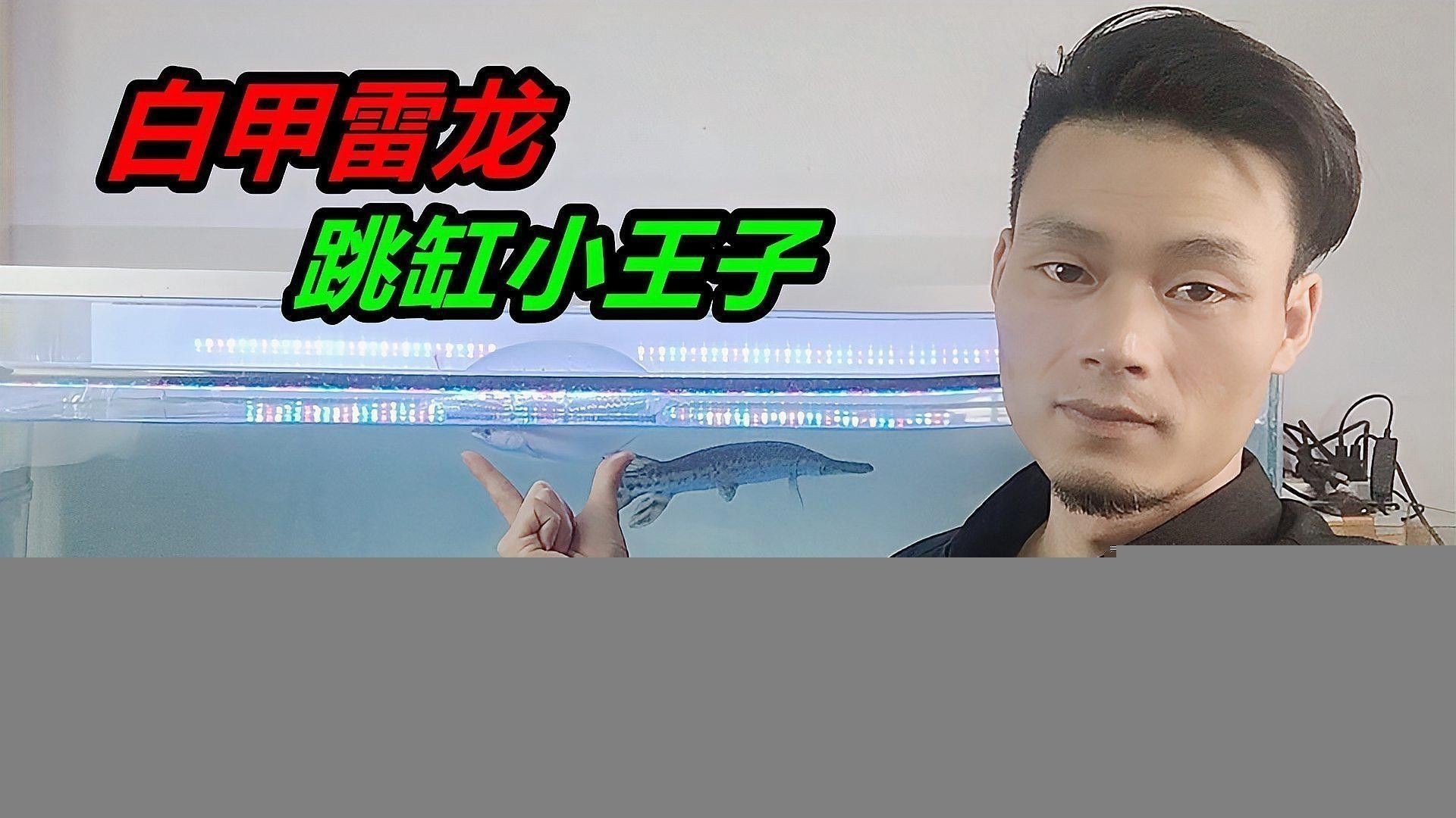 恐龍魚雷龍魚混養