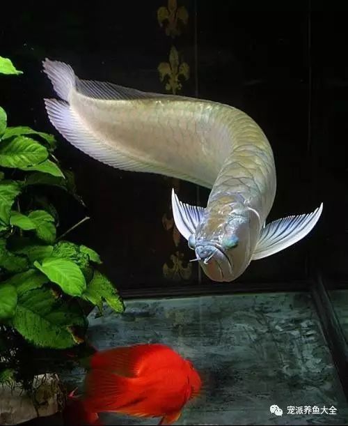 銀龍魚需要加鹽嗎
