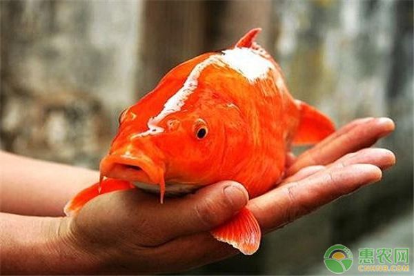 龍鳳鯉魚養殖密度的最佳實踐：養殖密度對龍鳳鯉魚的影響