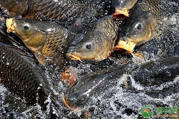 龍鳳鯉魚養殖密度的最佳實踐：養殖密度對龍鳳鯉魚的影響