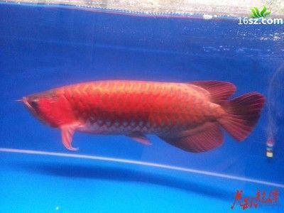 養龍魚水溫低于20度會死嗎：養龍魚時水溫低于[需手動填充]會對龍魚健康和生存造成威脅