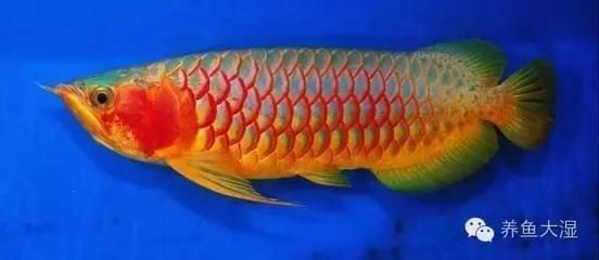 龍魚長到60公分需要多久（龍魚長到60公分需要多久龍魚長到60公分所需時間）