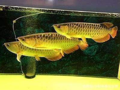 龍魚幼苗一只多少錢啊：金龍魚幼苗養殖要點，藍曼龍魚幼苗日常護理方法