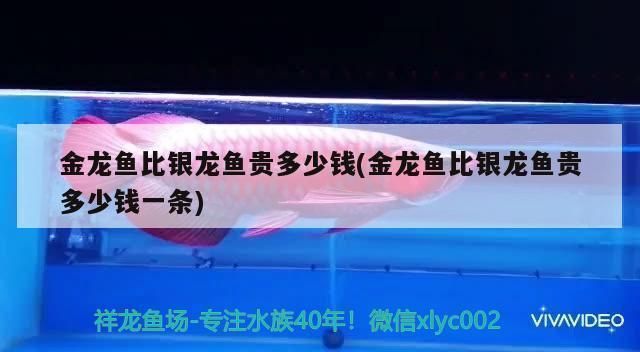 龍魚幼苗一只多少錢啊：金龍魚幼苗養殖要點，藍曼龍魚幼苗日常護理方法