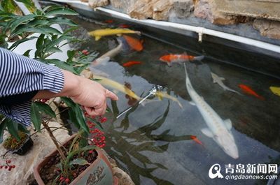 純白龍魚（白金龍魚怎么養白金龍魚價格_白金龍魚怎么養）