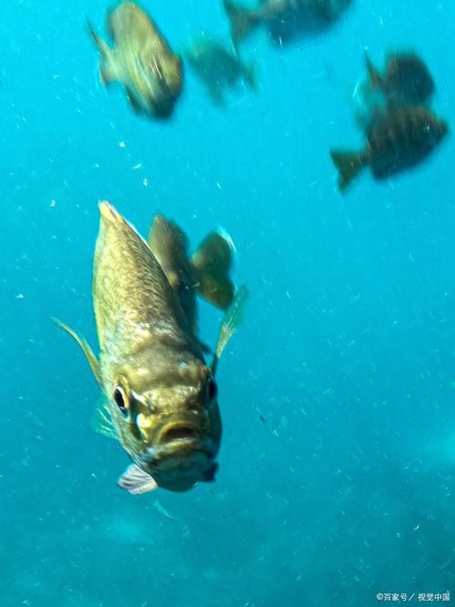 龍魚眼睛有白膜怎么辦呢圖片大全