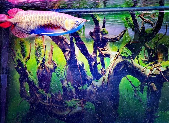 龍魚眼睛有白膜怎么辦呢圖片大全
