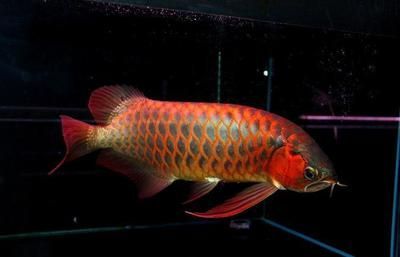 紅龍魚專用燈圖片：紅龍魚專用燈怎么選