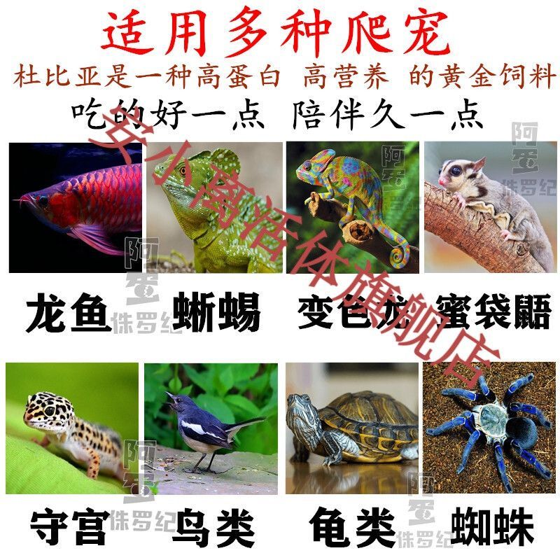 龍魚繁殖技術(shù)培訓課件：亞洲龍魚3-4歲初次達到性成熟，龍魚繁殖周期與頻率