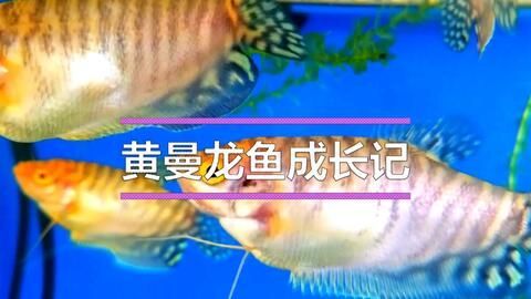 龍魚繁殖技術(shù)培訓課件：亞洲龍魚3-4歲初次達到性成熟，龍魚繁殖周期與頻率