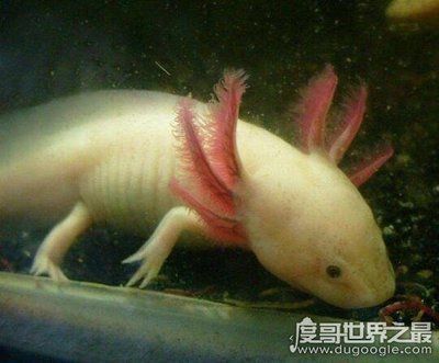 世界上有沒有龍魚這種魚類：龍魚的歷史和化石記錄在中國浙江長興晚二疊世海相地層產有始龍魚