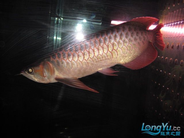 頂級(jí)紅龍魚(yú)品牌是什么牌子（關(guān)于紅龍魚(yú)品牌的問(wèn)題）