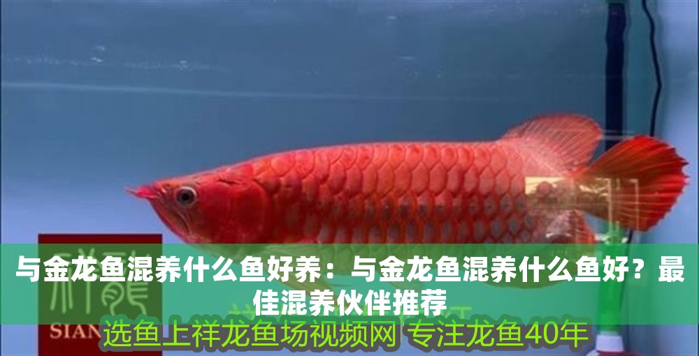 與金龍魚混養什么魚好養：與金龍魚混養什么魚好？最佳混養伙伴推薦