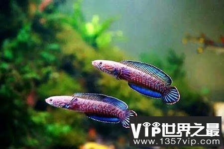 雷龍魚跟什么魚可以一起養（雷龍魚混養的注意事項） 雷龍魚跟什么魚可以一起養（雷龍魚混養的注意事項） 龍魚百科 第4張