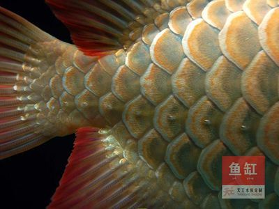 怎樣預防龍魚腸炎發病的方法：如何預防龍魚腸炎