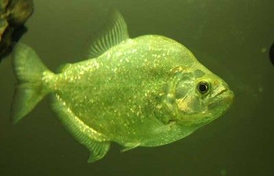 龍魚虎魚混養搭配的寓意是什么意思：龍魚和虎魚混養搭配的寓意是什么